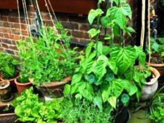 Greenlee County will be hosting a Composting and Container Gardening Workshop